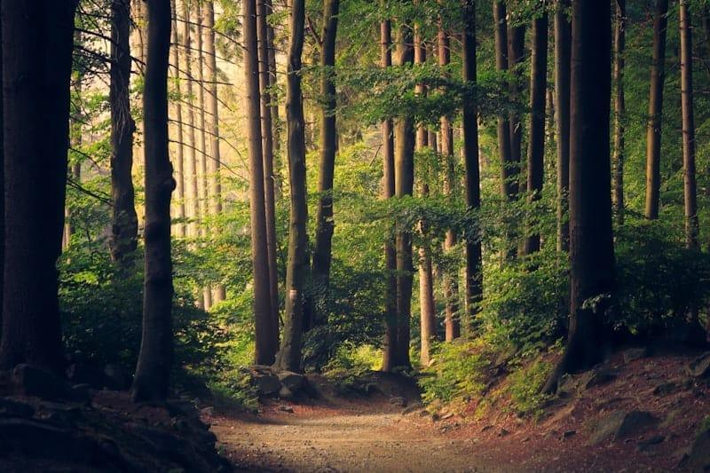 Environmental Conservation